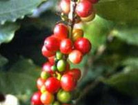 ﻿ Кофейное дерево, выращиваем кофе дома